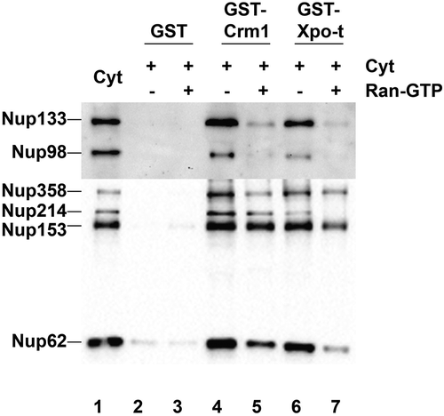 Figure 5. Crm1 and Exportin-t nucleoporin interactions in Xenopus egg cytosol. GST, GST-Crm1 and GST-Exportin-t were bound to glutathione beads and incubated in cytosol with or without RanQ69L-GTP. The beads were washed in PBS+0.2% NP-40. The bound proteins were eluted from the beads, resolved on a gel (lanes 2–7), then transferred and probed with the following antibodies: 414 anti-FG Nups, anti-Nup133, anti-Nup98, and anti-actin. Actin showed a clean signal for the input extract cytosol, but was not present in the GST-, GST-Crm1, or exportin-t bead pulldown lanes (data not shown). Lane 1: cytosol input (0.5 μL of interphase cytosol). Lane 2: GST. Lane 3: GST + RanQ69L-GTP. Lane 4: GST-Crm1. Lane 5: GST-Crm1 + RanQ69L-GTP. Lane 6: GST-Exportin-t. Lane 7: GST-Exportin-t + RanQ69L-GTP.