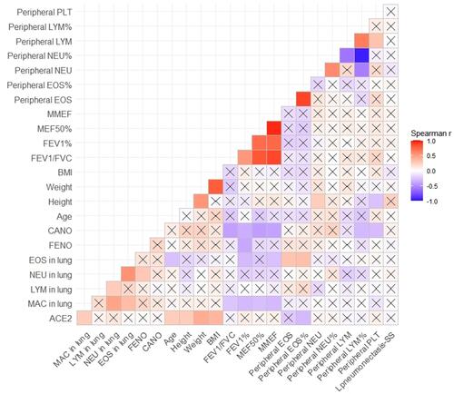 Figure 3 Spearman correlation coefficient matrix and Spearman rank correlation tests for ACE2 and clinical features. n = 64. ACE2 was positively correlated with weight (r = 0.43, P<0.001), BMI (r = 0.38, P = 0.002), height (r = 0.27, P = 0.034), age (r = 0.26, P = 0.040) and macrophages in lung (r = 0.27, P = 0.030), and was negatively correlated with peripheral eosinophils (r = −0.30, P = 0.017). ACE2 was not correlated with FENO/CANO, spirometric variables, lymphocytes and neutrophils (peripheral or in lung tissue), eosinophils in lung, platelets, or the percentages of pneumonectasis (P>0.05, for all). A cross indicates no statistical significance. P values are shown in Supplementary Table S1.