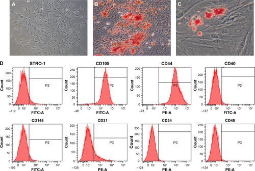 Figure S2 Isolation and characterization of human BMSCs.Notes: (A) Single BMSC formed cell colonies after 14 days of culture. (B) Calcified nodules stained with Alizarin Red S after 4 weeks of osteogenic induction. (C) Oil Red O–positive lipid droplets formed after 3 weeks of adipogenic induction; (D) Flow cytometry analysis on the surface markers of BMSCs.Abbreviation: BMSC, bone marrow mesenchymal stem cell.