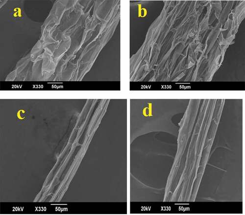 Figure 5. SEM images of (a) 5 days aerobic retted fiber (b) 5 days anaerobic retted fiber (c) 5 days aerobic retted fiber after alkali treatment (d) 5 days anaerobic retted fiber after alkali treatment.