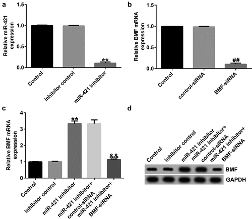 Figure 5. miR-421 negatively regulates BMF levels in TFK1 cells.