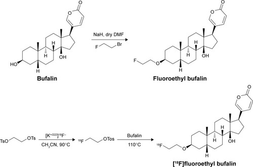 Scheme 1 A scheme of fluoroethyl bufalin and [18F]fluoroethyl bufalin synthesis.