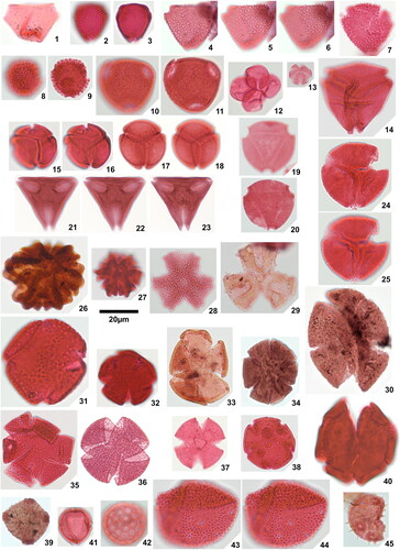 Plate 8. 1. Proteacidites cf. cooksonii Salard-Cheboldaeff Citation1978, Okigwe B4.1 (X60), 2. Retitriporites aff. simplex Van der Kaars Citation1983, Ameke 11.1 (V67,1), high focal plane, 3. Retitriporites aff. simplex Van der Kaars Citation1983, Ameke 11.1 (V67,1), mid focal plane, 4. Retitriporites irregularis sp. nov., Ozuitem 6.1 (H40,4), holotype, high focal plane, 5. Retitriporites irregularis sp. nov., Ozuitem 6.1 (H40,4), holotype, mid focal plane, 6. Retitriporites irregularis sp. nov., Ozuitem 6.1 (H40,4), holotype, low focal plane, 7. Retitriporites irregularis sp. nov., Ozuitem 3.1 (M43), paratype, low focal plane, 8. Retitriporites ‘robustus’, Ameke 1.1 (M65,1), high focal plane, 9. Retitriporites ‘robustus’, Ameke 1.1 (M65,1), mid focal plane, 10. Rugulitriporites ‘umbrabilis’, Ozuitem 6.1 (V48,1), high focal plane, 11. Rugulitriporites ‘umbrabilis’, Ozuitem 6.1 (V48,1), low focal plane, 12. Triporotetradites cf. scabratus van Hoeken-Klinkenberg Citation1964, Amaogugu 7.1 (V53,3), 13. Heterocolpites cf. laevigatus Salard-Cheboldaeff Citation1978, Ozuitem 6.1 (P55,1), 14. Syncolporites sowunmiae Jan du Chêne et al. Citation1978, Ozuitem 6.1 (V45), 15. Syncolporites marginatus van Hoeken Klinkenberg 1964, Ozuitem 3.1 (J37,4), high focal plane, 16. Syncolporites marginatus van Hoeken Klinkenberg 1964, Ozuitem 3.1 (J37,4), low focal plane, 17. Syncolporites marginatus van Hoeken Klinkenberg 1964, Ozuitem 6.1 (T40), high focal plane, 18. Syncolporites marginatus van Hoeken Klinkenberg 1964, Ozuitem 6.1 (T40), mid focal plane, 19. Syncolporites angusticolpatus sp. nov., Okigwe A7.1 (O66,1), holotype, 20. Syncolporites angusticolpatus sp. nov., Ozuitem 3.1 (P62,3), paratype, 21. Syncolporites rostro sp. nov., Ozuitem 3.1 (X36,1), holotype, high focal plane, 22. Syncolporites rostro sp. nov., Ozuitem 3.1 (X36,1), holotype, mid focal plane, 23. Syncolporites rostro sp. nov., Ozuitem 3.1 (X36,1), holotype, low focal plane, 24. Syncolporites sp., Amaogugu 1.1 (L39,2), high focal plane, 25. Syncolporites sp., Amaogugu 1.1 (L39,2), mid focal plane showing details of the exine, 26. Ctenolophonidites costatus (van Hoeken-Klinkenberg Citation1964) van Hoeken-Klinkenberg Citation1966, Okigwe A1.1 (N56), 27. Ctenolophonidites aff. costatus (van Hoeken-Klinkenberg Citation1964) van Hoeken-Klinkenberg Citation1966, Ameke 1.1 (V57,3), 28. Ctenolophonidites? ‘apocolpius’, Okigwe A7.1 (R46,2), 29. Ctenolophonidites? ‘echicolpatus’, Okigwe B7.1 (J50,4), 30. Echistephanocolpites echinatus Wijmstra Citation1971, Okigwe B7.1 (D37,1), 31. Foveostephanocolpites sp. 1, Ameke 1.1 (K55,2), 32. Foveostephanocolpites sp. 2, Ozuitem 3.1 (Q62), 33. Psilastephanocolpites sp., Okigwe B6.1 (O39,1), 34. Retistephanocolpites regularis van Hoeken-Klinkenberg Citation1966, Okigwe B7.1 (F46,2), 35. Retistephanocolpites williamsi Germeraad et al. Citation1968, Ozuitem 3.1 (S42,4), 36. Scabrastephanocolpites vanegensis Van der Hammen & Garcia Citation1966, Okigwe B1.1 (O33,1), 37. Scabrastephanocolpites ‘irregularis’, Okigwe A5.1 (U50,1), 38. Tetracolporites cf. spectabilis Pocknall & Mildenhall Citation1984, Ozuitem 3.1 (M35), 39. Echistephanoporites alfonsi Leidelmeyer Citation1966, Okigwe B7.1 (N40,1), 40. Pachydermites diederixii Germeraad et al. Citation1968, Ameke 1.1 (U44,1), 41. Retistephanoporites sp., Ameke 1.1 (M44,2), 42. Chenopodipollis multiplex Weyland & Pflug Citation1957, Okigwe A7.1 (W48,2), 43. Clavaperiporites cf. jacobi Ramanujam Citation1966, Amaogugu 1.1 (E48,4), high focal plane showing Croton pattern, 44. Clavaperiporites cf. jacobi Ramanujam Citation1966, Amaogugu 1.1 (E48,4), mid focal plane showing heterobrochate infrareticulum, 45. Echiperiporites aff. scabrannulatus Jaramillo et al. 2010, Okigwe B6.1 (M57).