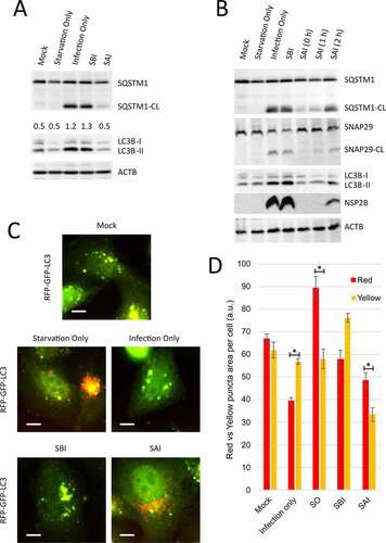 Figure 2. SAI induces autophagic flux during EV-D68 infection. (a) Cells were treated/infected as described in Figure 1. Lysates were collected at 5 hpi and analyzed by western blot against the indicated proteins. (b) Cells were mock-infected or infected then starved for 2 h pre-infection (SBI), or starved post-infection and fed with normal media at the indicated time point (SAI, 0, 1, or 2 h) and subsequently subjected to western blot analyses. (c) Cells were transfected with the RFP-GFP-LC3B plasmid overnight and left uninfected (mock), treated with the starvation media (Starvation only), infected with EV-D68 at an MOI of 30 (infection), or starved before (SBI) or after (SAI) infection. The cells were fixed at the end of the infection and examined by fluorescence microscopy. Bars: 3.5 µm. (d) Quantification of area of red (acidic) and yellow (nonacidic) puncta. (* = p value < 0.05; n = 3.) An MOI of 30 for 4 h was used for all infections.