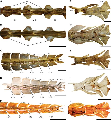 Figure 5. A–B, vertebrae 12–14 of Makaira nigricans (USNM 196019) showing the transverse process. A, ventral view and B, dorsal view. C–E, comparison of the caudal vertebral series from v 16–21 showing the shape change of the neural spine (note the shape change in the intervertebral arc that reduces its size progressively starting from v 18). C, Makaira nigricans (USNM 196019); D, Istiompax indica (AMS 1.38913–001), E, Tetrapturus angustirostris (LACM 25499). F–J, morphological comparison of the caudal peduncle (v 22–24) in four marlin species, showing the morphological differences not detected in the PCA analysis. F, Makaira nigricans (USNM 196019); G, Kajikia audax (USNM 372777); H, Kajikia albida (USNM 360507); I, Istiophorus platypterus (MNHN 6960); J, Tetrapturus pfluegeri (UF 208789). Dashed line shows the position where neural spine is reduced to place the pterygiophores of the second dorsal fin and the pink shadow indicates the space formed by the intervertebral arc in C–D. Color available only in the online version. Scale bars equal 10 cm in A–C and equal 5 cm in D–J.