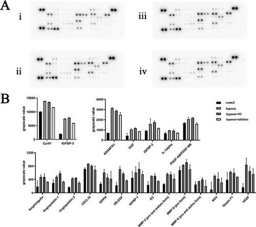 Figure 5. (A) Protein chip results image of cell lysate for the indicated groups. (i) Control group, (ii) hypoxia group, (iii) NC + hypoxia group and (iv) miR-210-3p inhibitor transfection + hypoxia group. (B) Bar graph analysis of protein chip results for cell lysate for the indicated groups.