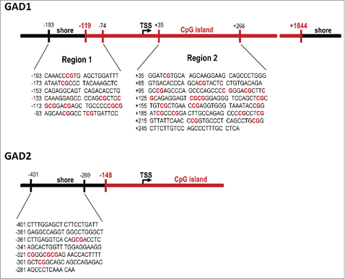 Figure 2. Sequences and genomic locations of the GAD1 and GAD2 promoter regions of interest. Two assays (before and after the transcriptional start site, TSS) were performed on the GAD1 promoter based on previous studies looking at sequences within both these regions,Citation43,45 while one assay (before the TSS) was performed on the GAD2 gene.