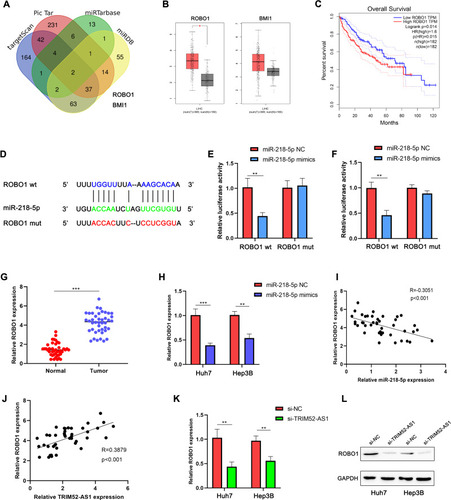 Figure 4 ROBO1 is a function target of miR-218-5p and regulated by TRIM52-AS1. (A) Bioinformation prediction of the potential target genes of miR-218-5p by venn analysis according to 4 miRNA databases (TargetScan, Pic Tar, miRTarbase, miRDB). (B) Bioinformation analysis of the expression of the potential target genes (ROBO1, BMI1) in the TCGA-LIHC database. (C) K-M Survival analysis the ROBO1 expression on HCC patients in TCGA-LIHC database. (D) Bioinformation prediction of the potential binding site target gene ROBO1 with the miR-218-5p. (E and F) Luciferase reporter assay analysis that the interaction with miR-218-5p and ROBO1. (G) qPCR assay analysis the expression of ROBO1 in the HCC tissues and adjacent tissues. (H) qPCR assay analysis the ROBO1 expression of miR-218-5p mimic and NC group in Huh-7 and Hep3B cells. (I) Pearson correlation coefficient show the correlation of miR-218-5p and ROBO1 expression in the HCC tissues. (J) Pearson correlation coefficient show the correlation of TRIM52-AS1 and ROBO1 expression in the HCC tissues. (K) qPCR assay analysis the ROBO1 expression of TRIM52-AS1 knockdown and NC group in Huh-7 and Hep3B cells. (L) Western-blot assay analysis the ROBO1 expression of TRIM52-AS1 knockdown and NC group in Huh-7 and Hep3B cells (*P < 0.05, **P < 0.01, ***P < 0.001).