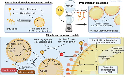 Figure 1. Fatty acid micelle and emulsion models. Above their critical micellar concentration, amphiphilic compounds tend to spontaneously self-aggregate to form lipid micelles by hiding the hydrophobic part inside and exposing the hydrophilic part to the aqueous medium. Amphiphilic emulsifiers can surround and stabilize oil droplets that are formed by physical agitation of the mixture between oil and aqueous medium. In this figure the roles of water-soluble, oil-soluble, and amphiphilic antioxidants on lipid oxidation catalyzed by free iron in the Fenton reaction scheme are presented. Due to their hydrophilic part, fatty acids and lipid hydroperoxides may jump in and out between lipid micelles and interact with aqueous compounds, e.g., Mb and Hb.