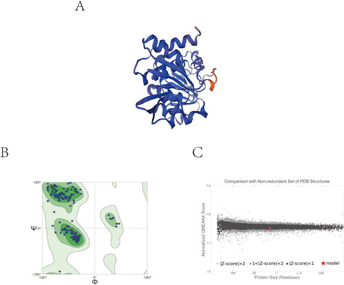 Figure 3. Homology modelling. (A) 3D model of SaSDH. (B) Ramachandran plot obtained from model protein geometry evaluation (dark green, light green, and green correspond to the favoured, allowed and outlier regions respectively). (C) Normalised QMEAN4 score graphic showing the position (red cross) of the model in the set of PDB structures used for the evaluation and the Z-score value.