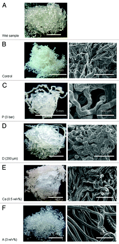 Figure 1. (A) Representative of a fresh alginate hydrogel sample made by wet spinning, (B–F) are pictures (left) and SEM micrographs (right) of dry samples: (B) control (air pressure = 6 bar, needle diameter = 150 μm, calcium concentration = 0.5 w/v%, alginate concentration = 1.5 w/v%), (C) sample P (air pressure = 6 bar), (D) sample D (needle diameter = 200 μm), (E) sample Ca (calcium concentration = 5 w/v%), (F) sample A (alginate concentration = 3 w/v%).