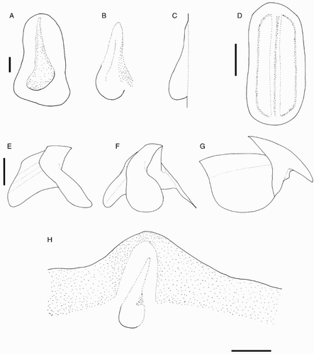 Figure 38 Magnoteuthis osheai. A–C, H, NIWA 48866, ♀, ML 160 mm; D, NMNZ M.287216, sex indet., head only, LRL 3.09 mm; E–G, NIWA 76653, ♂, ML 180 mm, LRL 4.76 mm. A, Left funnel-locking cartilage; B, left mantle-locking cartilage; C, left mantle-locking cartilage, profile view; D, nuchal cartilage; E, lower beak, profile view; F, lower beak, lateral oblique view; G, upper beak, profile view; H, internal mantle pigmentation. Scale bars = A–C, 1 mm; D, 2 mm; E–H, 5 mm.