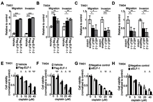 Figure 3 Effects of ELF-1 on the migration, invasion, and sensitivity to cisplatin of NPC cells. (A and B) Migration and invasion of ELF-1 overexpressing NPC cells were assessed using Transwell assays. (C and D) Migration and invasion of ELF-1 knockdown NPC cells were investigated using Transwell assays. Viabilities of ELF-1-TW01 (E), ELF-1-TW04 (F), siELF-1-TW01 (G), and siELF-1-TW04 (H) cells following 48 hrs of cisplatin treatment were shown. The cells were treated with the indicated concentrations of cisplatin before the MTT assay. The results are expressed as the mean±SD of triplicate wells in three independent experiments. *p<0.05; **p<0.01; ***p<0.001.Abbreviations: MTT, 3-(4,5-Dimethylthiazol-2-yl)-2,5-diphenyltetrazolium bromide; NPC, nasopharyngeal carcinoma; SD, standard deviation.