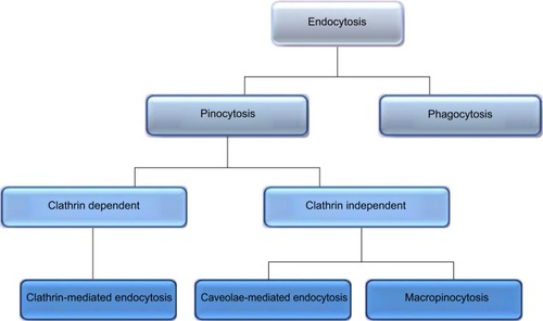 Figure 2 Mechanisms of endocytosis subdivided into categories of cell uptake.