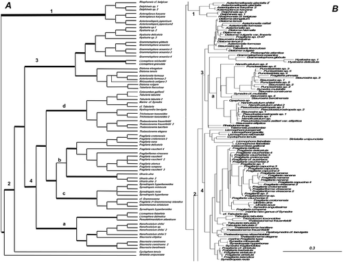 Figure 4. Consensus tree from the last 100 trees of the BI analysis of the araphid diatoms from the Class Bacillariophyceae from datasets 11 (A) and 25 (B). Thickest lines in A represent 100% PP support for that clade, next thickest line represents >50 % support. Clades are numbered and lettered going from left to right in the tree as discussed in the text, e.g. 1> a> i. Scale bar in B represents 0.3 substitutions/site.