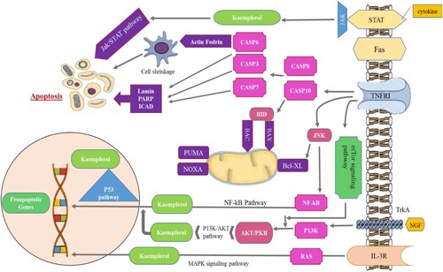 Figure 3. Anticancer mechanisms associated with kaempferol. Figure shows kaempferol induces apoptosis in tumour cells through a variety of signalling pathways and mitochondrial mechanisms. Kaempferol inhibits the PI3K/AKT/mTOR pathway, inhibition leads to the activation of pro-apoptotic proteins, p53 and caspases (CASP). Kaempferol suppresses ERK pathway, leads to the activation of MAPK. The inhibition of NF-κB pathway activates pro-apoptotic protein CASP8. Mitochondrial targeting causes cytochrome-c release, which activates caspases.