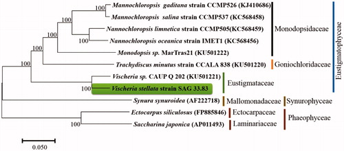 Figure 1. Phylogenetic relationships among 11 algae mitochondrial genomes. GenBank accession numbers are shown in parentheses. The scale bar indicates 0.05 substitutions per nucleotide position.