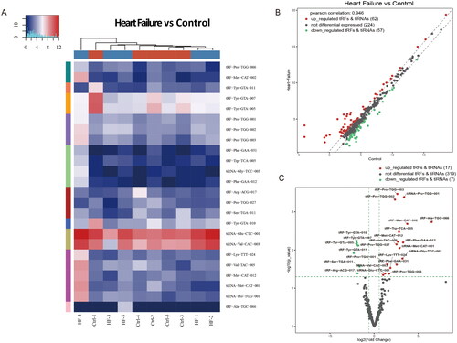Figure 3. Sequencing analysis of tsRNAs. (A) The hierarchical clustering heatmap for tRFs and tiRNAs in all sapmles. (B) Scatter plots of differentially expressed tsRNAs. (C) The volcano plots of differentially expressed tsRNAs.