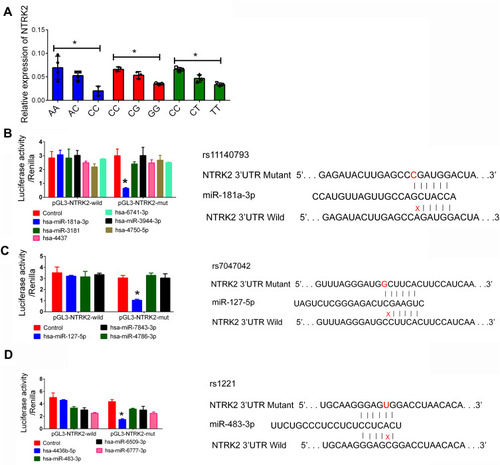 Figure 1 The function miRNAs associated with NTRK2 polymorphisms. (A): Relative expression of NTRK2 mRNA in patients with different genotypes of IS. (B): Luciferase of rs11140793 was detected by miRNA. (C): Luciferase of rs7047042 was detected by miRNA. (D): Luciferase of rs1221 was detected by miRNA. 293T cells were co-transfected with miRNAs simulator or control Renilla luciferase vector PRL-SV40 for 48 h. Luciferase activity in fireflies and renal cells was determined using the luciferase assay kit. The luciferase firefly signal was normalized to the renal luciferase signal. Data are expressed as mean ± standard deviation. *P < 0.05.