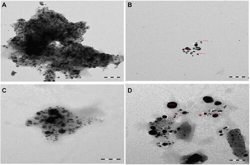 Figure 6 Micrograph showing the TEM image of AME-AgNPs with different magnifications 100 and 50 nm. (A) 100 nm without labels, (B) 100 nm labeled with particles sizes, (C) 50 nm without labels and (D) 50 nm labeled with particles sizes.