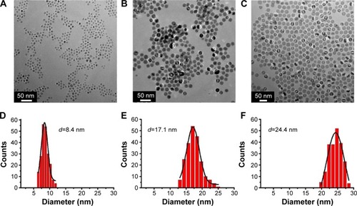 Figure 2 TEM images of Fe3O4 NPs with different sizes: (A) 8 nm; (B) 17 nm; (C) 24 nm; and (D–F) the corresponding size distributions of three samples.Abbreviations: NPs, nanoparticles; TEM, transmission electron microscope.