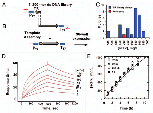 Figure 2 Schematic diagram illustrating high throughput optimization of translation initiation and scalable scFv expression. (A) T7-based TIR linear template libraries from gene synthesized 200-mer ds DNA fragments were (B) individually assembled by overlap extension PCR, purified and quantitated using PicoGreen. (C) Cell-free expression yields were significantly improved for several TIR library clones, relative to the starting, reference Citation5′ UTR sequence. Expression of duplicate clones from assembled linear DNA templates was measured by [14C]-leucine incorporation at 5 h in a 96-well format. Reactions contained ≥30 nM linear DNA template stabilized by 1 µM λ-GamS protein. Error bars correspond to 1 sec.d. of replicate protein expression yields from independently synthesized and assembled linear DNA templates. (D) BIACORE analysis confirms the functional activity of the anti-IL-23 scFv produced by the OCFS system with KD = 2 nM. (E) The kinetics of soluble production of anti-hIL-23 scFv up to 5 L is linearly scalable in the OCFS system. The concentrations of anti-hIL-23 scFv were determined by [14C]-leucine incorporation at 250 µL or less, and by BIACORE analysis at larger scales, as described in the Materials and Methods. CVs were ≤10% and the proteins were ≥95% soluble for all time points. The solid lines are for illustration purposes only.