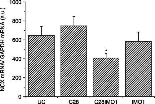 Figure 5  Effect of long-term cold exposure, and a single immobilization alone or after long-term cold on NCX1 mRNA levels in the kidney. UC—untreated control, C28—exposure to 4°C for 28 consecutive days, IMO1—exposure to immobilization on 1 day for 2 h, C28IMO1—exposure to cold for 28 consecutive days with subsequent exposure to a single immobilization for 2 h. Values are mean ± SEM; n, 6–8 rats per group. One-way ANOVA: p = 3.243 × 10− 5, F = 22.4902. *p < 0.05 vs. UC.