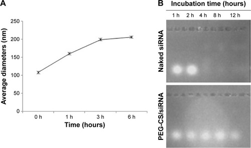 Figure 6 Stability of PEG-CS/siRNA nanoparticles.Notes: (A) Changes in particle size of PEG-CS/siRNA nanoparticles. (B) Serum stability assay of naked siRNA and PEG-CS/siRNA nanoparticles at l, 2, 4, 8, and 12 hours.Abbreviations: PEG-CS, poly(ethylene glycol)-chitosan; siRNA, small interfering RNA.