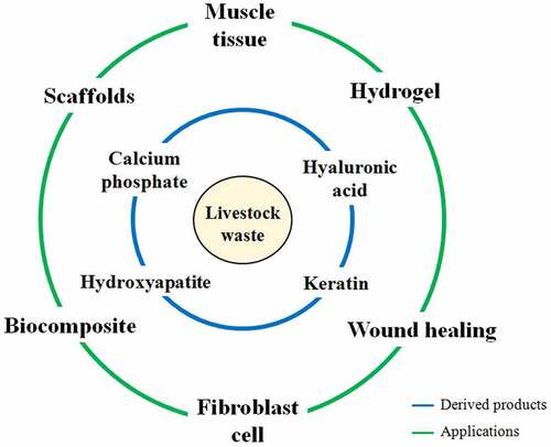 Figure 1. Animal derived biomaterials and applications thereof