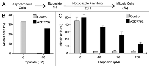 Figure 1 Inhibition of CHK1 by AZD7762 allows G2/M checkpoint exit. (A) Experimental procedure adapted from references Citation10 and Citation13. (B) U2Os cells were exposed to an etoposide pulse (40 µM for 1 h) as previously described in reference Citation23, and released into nocodazole (200 ng/ml) with or without 200 nM AZD7762 for 23 h, after which the percentage of mitotic cells was analyzed by 3-12-I-22 monoclonal antiboby stainingCitation24 together with cell cycle distribution determination (propidium iodide). The results are the average of three independent experiments. (C) KG1a cells were treated with different etoposide concentrations for 1 h then, released in 200 ng/ml nocodazole alone or in combinaison with 300 nM AZD7762 for 23 h. The proportion of mitosis cells is evaluated as in (B). The results are the average of four independent experiments.
