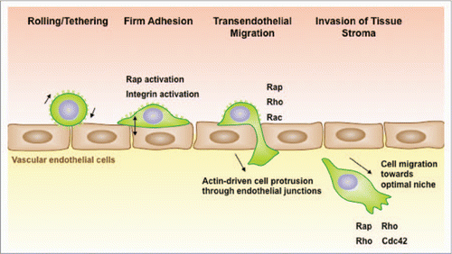 Figure 1 Rap activation is required for multiple steps in lymphoma dissemination. B-cell lymphomas exit the vasculature using the same mechanisms as normal B cells. Once B cells are tethered via selectin-mediated rolling, chemokines immobilized on the surface of vascular endothelial cells convert integrins to a high affinity state via a mechanism that involves activation of the Rap GTPases. This permits firm adhesion. Adhered B cells migrate across the endothelium and then send out actin-rich protrusions, which penetrate the endothelial barrier to reach the subendothelial matrix. The formation of these membrane processes, and the subsequent movement of the cells through the junctions, requires activation of the Rap, Rho and Rac GTPases. Once in the tissue, B-lymphoma cells assume a polarized morphology and can migrate towards optimal growth niches.