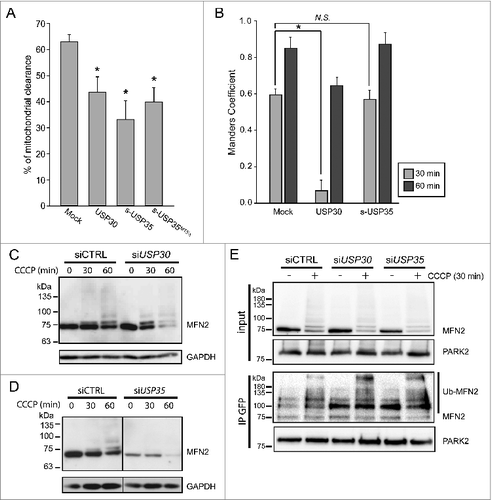 Figure 4. USP30, but not USP35 delays PARK2 recruitment to the mitochondria. (A) GPRM cells were transfected with USP30-HA, s-USP35-HA, or s-USP35MTSΔ-HA for at least 16 h. Cells were treated with 10 µM CCCP for 24 h prior to fixing and staining with an anti-HA antibody. The percentage of the cells with cleared mitochondria was calculated for each treatment (n = 3, P < 0.05). (B) GPRM cells were transfected with USP30-HA, or s-USP35-HA for 16 h. Cells were then treated with 10 µM CCCP and fixed after 30 min or 60 min. Cells were treated with digitonin for 2 min prior to fixation in order to remove nontargeted GFP-PARK2. To visualize USP30, cells were immunostained with anti-HA antibody. Because USP35 is localized to the cytosol during CCCP treatment, USP35 is not detectable in the cells treated with digitonin, however, the transfection efficiency was 75 ± 15% (Fig. S4). Manders coefficient was measured with Volocity®6.3. The average of Manders coefficient was shown (n = 3, * P < 0.05). (C and D) GPRM cells were transfected with siRNA against USP30 (siUSP30) and siRNA against USP35 complex (siUSP35) for 72 h. Nontargeting siRNA (siCTRL) was transfected as control. Cells were treated with 10 µM CCCP for 30 and 60 min. Protein contents were analyzed by immunoblotting with anti-MFN2 antibody. (E) GPRM cells were transfected with control siRNA, siRNA against USP30 and siRNA against USP35 for 72 h. Cells were treated with 10 µM CCCP or DMSO for 30 min. PARK2 was immunoprecipitated from the cell lysates with anti-GFP antibody and Protein A-sepharose beads. The content of the immunoprecipitation was analyzed by SDS-PAGE and immunoblotting with anti-PARK2 and anti-MFN2 antibodies.