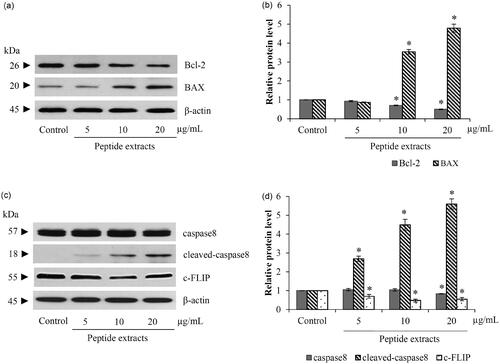 Figure 5. Peptide extracts stimulated both mitochondrial and death-receptor apoptotic pathway. (a and b) There were the reduction of Bcl-2 and up-regulation of BAX after treatment of lung cancer cells with 10–20 μg/mL of peptide extracts form Lentinus squarrosulus. (c and d) Protein-relating death-receptor pathway, c-FLIP and caspase-8 were decreased in peptide extracts-incubated H460 cells. Values are means of the independent triplicate experiments ± SD. *p ≤ 0.05 versus non-treated control.