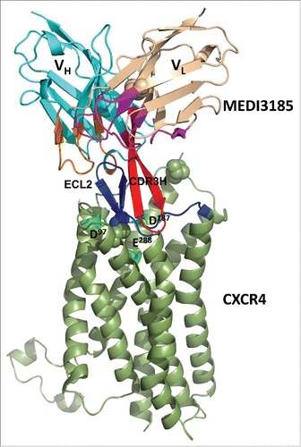 Figure 7. Three-dimensional representation of the proposed interaction of MEDI3185 with CXCR4. MEDI3185 binds to CXCR4 through a β-strand/β-strand interaction between the 2 corresponding β-hairpin structures on CDR3H (red) and ECL2 (blue). CXCR4 residues D97, D187 and E288 reported to be critical for SDF-1 binding/signalingCitation42 are shown in bright green sticks.