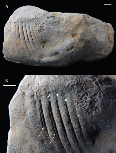 Figure 1. CMM-V-8998, holotype of Machichnus dimorphodon isp. nov., a gar-bitten crocodile coprolite. (a) Full view of the coprolite showing the location of the bite marks towards one end of the specimen. (b) Close-up view of the gar bite marks showing the two orders of tooth gouge marks (primary and secondary). The white numbers 1–5 demark the primary gouges. The white arrows point to two of the secondary gouges that lie parallel and adjacent to the primary gouges. To the right of numbers 4 and 5, notice the tight clustering of numerous short surface feeding traces, thought to be invertebrate grazing in origin. Specimen lightly dusted with sublimed ammonium chloride. Scale bars equal 10 mm.