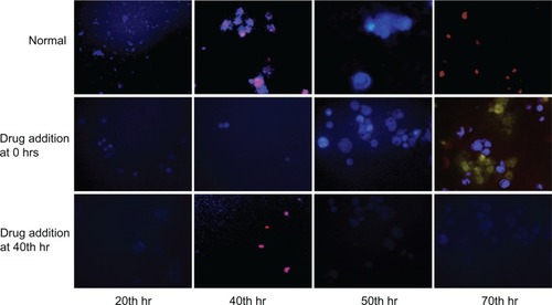 Figure 5 Fluorescent imaging of calcium flux from L929 cells without drug (FFA) and with drug at different time periods (0 hrs and 40 hrs).Abbreviation: FFA, flufenamic acid.