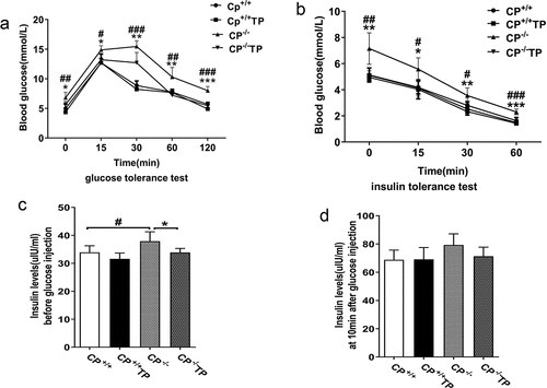 Figure 2. TP might improve glucose metabolism and insulin sensitivity in CP−/− mice. (a) CP−/− mice exhibited increased blood glucose levels at all time point after IPGTT compared to control mice (CP−/− vs. CP+/+: P all <0.05). TP treatment might improve glucose levels in CP−/− mice. (CP−/− TP vs. CP−/−: P all <0.05). (b) Insulin tolerance test indicated that, compared to CP+/+ mice, blood glucose levels were significantly higher in CP−/− mice at all time points (CP−/− vs. CP+/+: P <0.05). Blood glucose levels were significantly improved by TP treatment in CP−/− mice (CP−/− TP vs. CP−/−: P <0.05). TP treatment caused no alteration in glucose levels in CP+/+ mice (CP+/+ TP vs. CP+/+: P >0.05). (c) Compared with CP+/+ mice, CP−/− mice showed significantly higher fasting insulin levels (0 min) （CP−/− vs. CP+/+: P <0.05）, which could be significantly reduced by TP treatment (CP−/− TP vs. CP−/−: P <0.05). TP treatment had no effect on insulin levels in CP+/+ mice at 0 min (CP+/+ TP vs. CP+/+: P >0.05). (d) TP treatment had no effect on first-phase insulin secretion (10 min) in both CP−/− mice (Figure 2(d), CP−/− TP vs. CP−/−: P >0.05) and CP+/+ mice (CP+/+ TP vs. CP+/+: P >0.05).Figura 2. El TP podría mejorar el metabolismo de la glucosa y la sensibilidad a la insulina en los ratones CP−/−. (a) En comparación con los ratones de control, los ratones CP−/− mostraron un aumento de los niveles de glucosa en sangre en todos los momentos después del IPGTT (CP−/− vs. CP+/+: P todos <0.05). El tratamiento con TP podría mejorar los niveles de glucosa en los ratones CP−/−. (CP−/− TP vs. CP−/−: P todos <0.05). (b) La prueba de tolerancia a la insulina indicó que, en comparación con los ratones CP+/+, los niveles de glucosa en sangre eran significativamente más altos en los ratones CP−/− en todos los puntos temporales (CP−/− vs. CP+/+: P < 0.05,). Los niveles de glucosa en sangre mejoraron significativamente con el tratamiento con TP en los ratones CP−/− (CP−/− TP vs. CP−/−: P < 0.05). El tratamiento con TP no causó alteraciones en los niveles de glucosa en los ratones CP+/+ (CP+/+ TP vs. CP+/+: P >0.05). (c) En comparación con los ratones CP+/+, los ratones CP−/− en ayunas mostraron niveles de insulina (0 min) significativamente más altos （CP−/− vs. CP+/+: P < 0.05), que se redujeron significativamente tras el tratamiento con TP (CP−/− TP vs. CP−/−: P < 0.05). El tratamiento con TP no tuvo ningún efecto sobre los niveles de insulina en los ratones CP+/+ a los 0 min. (CP+/+ TP vs. CP+/+: P >0.05). (d) El tratamiento con TP no tuvo ningún efecto sobre la secreción de insulina durante la primera fase (10 min) tanto en los ratones CP−/− (Figure 2(d), CP−/− TP vs. CP−/−: P > 0.05) como en los ratones CP+/+ (CP+/+ TP vs. CP+/+: P > 0.05).