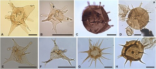 Figure 12. Organic-walled phytoplankton of the Borenshult-1 drillcore: teratological forms. Sample number, and England Finder Reference (EFR). Scale bars 20 μm. A. (38.73 m) EFR: S22/1b; B. (40.1 m) EFR: C22/0; C. (40.35 m) EFR: M18/10; D. (48.2 m) EFR: V39/2a; E (59.1 m) EFR: F42/3b; F. (43.1 m) EFR: S27/4a; G. (43.1 m) EFR: W34/3a; H. (43.1 m) EFR: M36/4b.