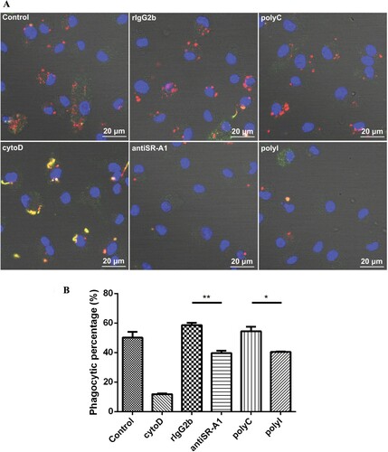 Figure 2. PolyI and SR-A1 monoclonal antibody (anti-SR-A1) exhibited the inhibition to the phagocytosis of L. interrogans strain 56606v by mouse BMDMs. BMDMs were incubated with active L. interrogans strain 56606v in FBS-free medium absence or presence of cytoD (20μM), polyI (100μg/mL) and anti-SR-A1 (30μg/mL). Corresponding concentrations of polyC and rat IgG2b (rIgG2b) isotypes were added as controls. Rabbit anti-L. interrogans strain 56606v was treated as a specific primary antibody, while FITC-conjugated or TRITC-conjugated anti-rabbit IgG as a secondary antibody were used before and after permeabilization. Confocal microscopic images showed leptospires inside (red) or outside (yellow) of BMDMs (A). Phagocytic percentages of BMDMs phagocytizing L. interrogans were calculated and statistically analysed by variance (B). These data were expressed as the mean ± SEM from at least three experiments. *P < 0.05, **P < 0.01.