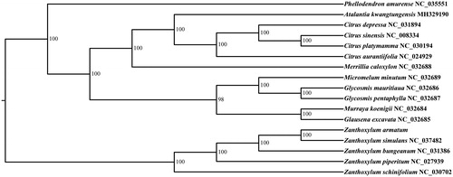 Figure 1. Phylogenetic tree based on seventeen nucleotide sequences of whole plastid genomes.
