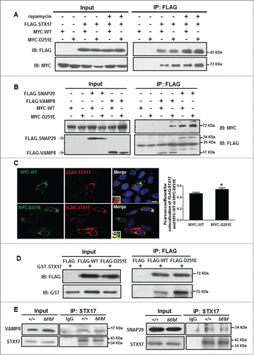 Figure 5. The interactions of mutant VPS33A and autophagic SNARE complex were increased. (A) MYC-VPS33AWT or VPS33AD251E and FLAG-STX17 were cotransfected in HEK293T cells. Cells were treated with DMSO or rapamycin (100 nM) for 4 h before being harvested, immunoprecipitated with FLAG beads, and followed by anti-MYC immunoblotting. FLAG-STX17 precipitated more mutant MYC-VPS33A with or without rapamycin treatment as shown in the blots. (B) MYC-VPS33A WT or VPS33AD251E and FLAG-SNAP29 or VAMP8 were cotransfected in HEK293T cells. After 24 h, the cells were harvested for immunoprecipitation analyses. FLAG-SNAP29 or VAMP8 precipitated more mutant MYC-VPS33A as shown in the blots. (C) COS7 cells were cotransfected with MYC-VPS33A (WT or D251E) and FLAG-STX17 for 24 h. Cells were cultured in DMEM without amino acids for 2 h before fixation. Then cells were fixed, made permeable in 0.1% saponin, stained with anti-MYC and anti-FLAG antibodies, and finally examined under a confocal microscope. Scale bars: 10 µm. Quantification of colocalization represented by Pearson correlation coefficient showed that STX17 colocalized more with the mutant VPS33A than the wild-type. /P< 0.05 (P = 0.0419), n = 20 cells. (D) FLAG alone, FLAG-VPS33AWT or FLAG-VPS33AD251E were expressed in HEK293T cells, and immunoprecipitated with FLAG beads. Then the FLAG beads were incubated with bacterially purified GST-STX17. Samples were immunoblotted with anti-GST antibody. FLAG-D251E binds more GST-STX17 as shown in the blots. (E) STX17 pulled down almost equal amounts of endogenous VAMP8 and SNAP29 in both wide-type and bf MEFs. IB, immunoblotting; IP, immunoprecipitation.