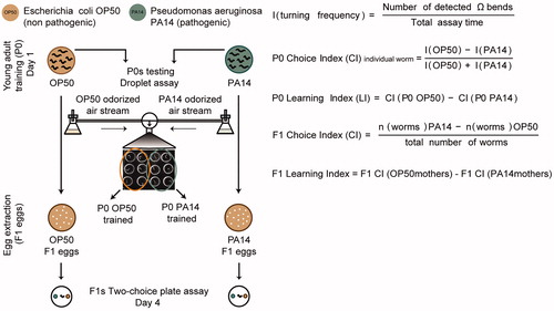 Figure 1. Experiment design to examine effect of parental experience with PA14 on progeny. Schematics for the training procedure and the learning assays.