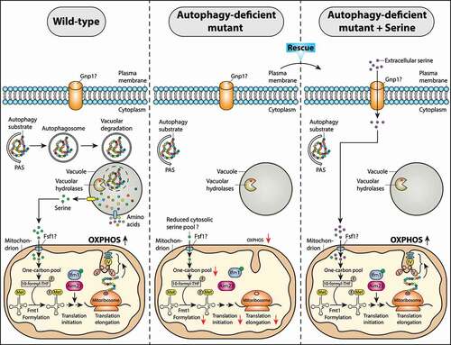 Figure 1. Model for autophagy‐mediated regulation of mitochondrial function via supplying serine during a metabolic switch from fermentation to respiration. When yeast S. cerevisiae cells are grown on non-fermentable carbon sources (e.g. glycerol), autophagy is activated and provides serine, a one-carbon donor for efficient Met-tRNAMet formylation and mitochondrial translation initiation, thereby promoting mitochondrial respiration. This allows wild-type cells to adapt to respiratory media. When autophagy is compromised as in the atg2Δ mutant, Met-tRNAMet formylation and mitochondrial translation are impaired causing respiration deficiency and the delayed respiratory growth onset phenotypes. L-serine supplementation in an atg2Δ mutant can rescue the Met-tRNAMet formylation and mitochondrial translation defects, allowing the mutant to resume respiratory growth with wild-type kinetics. The mitochondrial serine transporter that supplies the autophagy-derived serine into the mitochondria has not yet been identified (?). Abbreviations: PAS, phagophore assembly site; 10-formyl-THF, 10-formyl-tetrahydrofolate; OXPHOS, oxidative phosphorylation; III, IV, V are OXPHOS complexes III, IV, and V, respectively