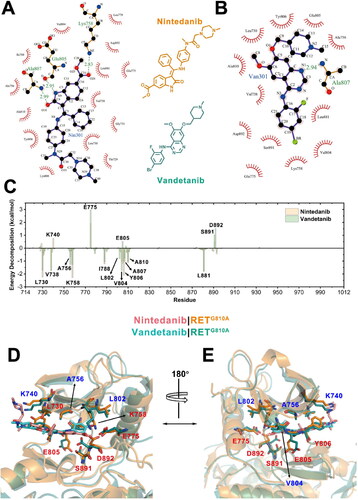 Figure 3. Structural and energetic comparisons on the interactions of nintedanib/vandetanib with RETG810A. LigPlot diagram of the (A) RETG810A−nintedanib complex and (B) RETG810A−vandetanib complex. Hydrogen bonds between ligands and protein residues are represented by green dashed lines and bond length are labelled in green (Å). Hydrophobic contacts are represented by an arc with spokes radiating towards the ligand atoms they contact. The contacted atoms in the ligands are shown with spokes radiating back. (C) Per-residue decomposition of binding free energy for the RETG810A−nintedanib (orange) and RETG810A−vandetanib (green) systems. (D) Front and (E) back view of residues with large binding free energy contributions (>0.5 kcal/mol) in the representative structures. Residues that favour the binding of nintedanib are labelled in red while residues favour the binding of vandetanib are labelled in blue.