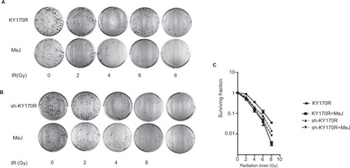 Figure 2 Radiosensitivity effect of MeJ depended on the expression of AKR1C3.Notes: (A) KY170R cells (highly expressing AKR1C3) incubated with 200 μmol/L MeJ for 24 h before radiation were more sensitive to radiation than their untreated counterparts. MeJ could enhance the radiation sensitivity of KY170R cells that highly expressed AKR1C3. (B) sh-KY170R cells (not or lowly expressing AKR1C3) incubated with 200 μmol/L MeJ for 24 h were equally resistant to radiation as their untreated counterparts. (C) The survival curves of sh-KY170R and KY170R cells incubated with or without MeJ.Abbreviations: AKR1C3, aldo-keto reductase family 1 member 3; IR, irradiation; MeJ, methyl jasmonate.