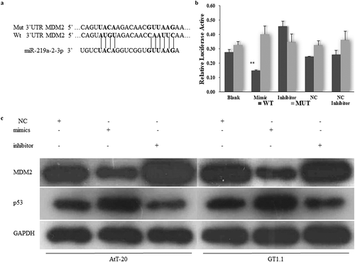 Figure 3. MDM2 is the direct target gene of miR-219a-2-3p.