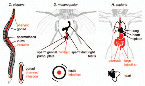 Figure 1 L-R Asymmetry of internal organs in Caenorhabditis elegans, Drosophila melanogaster and Homo sapiens. Selected organs are shown for each organism, endodermal/intestinal organs are shown in red. Lower right of each part: Schematized topology of selected asymmetries for each organism. Arrows indicate tissue movements that lead to coiling of the respective tissue.