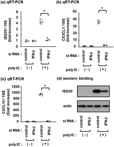 Figure 2. IFN-β is involved in poly IC-induced CXCL10, CX3CL1, and ISG20 expression. The cells were transfected with a nontargeting negative control siRNA or an IFN-β siRNA and incubated for 48 h. Subsequently, the cells were incubated with 30 µg/mL of poly IC for 16 h. (a, b, and c) RNA was extracted from cells and qRT-PCR for ISG20 (a), CX3CL1 (b), and CXCL10 (c) was performed. Data are presented as mean ± SD (n = 3, *P < 0.01). (d) Cells were lysed, and western blotting was performed for ISG20 and actin.