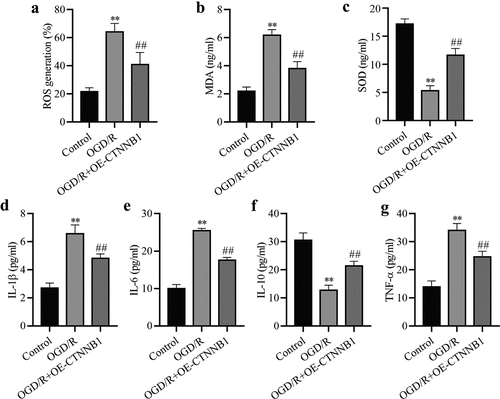 Figure 2. circCTNNB1 is involved in oxidative stress and inflammation after OGD/R treatment. The ROS (a) and SOD (b) activities and MDA (c) content in mAS cells were measured using an ROS Assay Kit, Total SOD Kit and Lipid Peroxidation MDA Assay Kit, respectively. ELISA measured IL-1β (d), IL-6 (e), IL-10 (f) and TNF-α (g) levels. **P < 0.01 vs. Control; ##P < 0.01 vs. OGD/R.