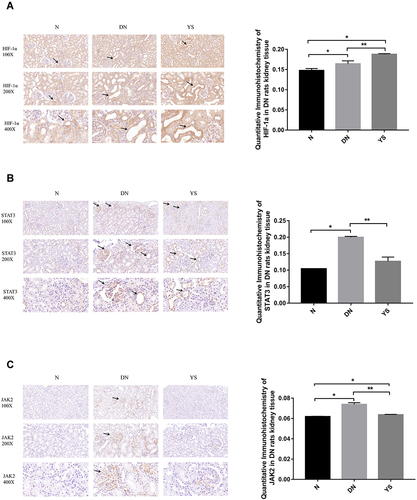 Figure 6 Immunohistochemical detection and quantitative analysis of HIF-1α (A), STAT3 (B) and JAK2 (C) in kidney tissues of rats in each group. The expression of HIF-1α, STAT3 and JAK-2 in the DN group was higher than that in the N group. The expression of HIF-1α was further up-regulated in the YS group (P<0.05). The expression of STAT3 and JAK-2 in the YS group were decreased compared with the DN group (P<0.05). *Compared with the N group P<0.05, **Compared with the DN group P<0.05.